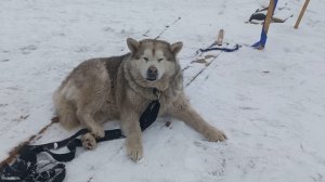 плюшевый пёс