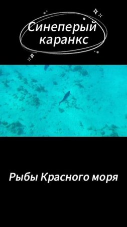 Синеперый каранкс в Красном море