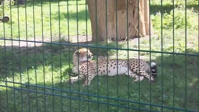 ,,KOTEK'' GEPARD ...ZOO CHORZÓW...100 1013 смотреть онлайн