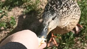 Осельки _ Кавголовское озеро