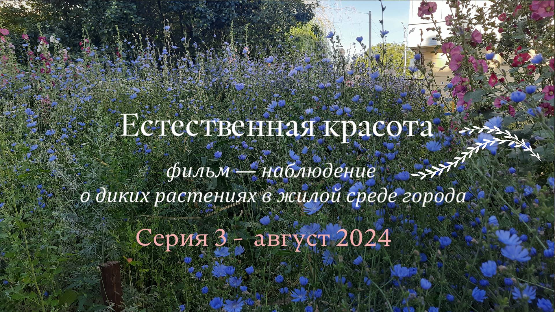 Естественная красота. Серия третья. Август.