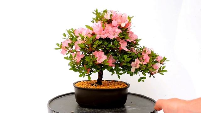 Vídeo 360º Foto Bonsái Rhododendron Indicum Azalea  ref RDI23