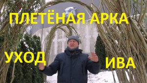 ПАВИВА Арка из ивы , как правильно ухаживать.
