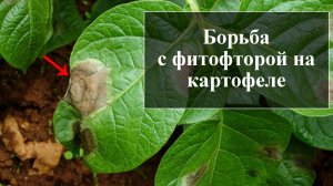 Как бороться с фитофторой на картофеле