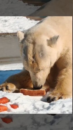 🐻❄️ Комета с удовольствием завтракает и вам желает приятного аппетита!