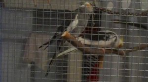 Кореллы Кичи и Мэй