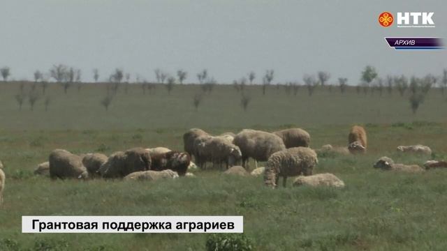 Грантовая поддержка для агропромышленного комплекса Калмыкии в этом году составит свыше 170 млн. руб