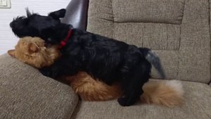 Доча как Мама.mp4