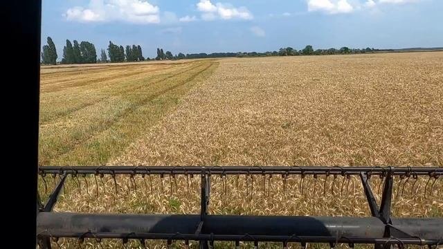 КОСИМО ГРЯЗНУ ПШЕНИЦЮ ДОН + КЕЙС 🌾🌾🌾