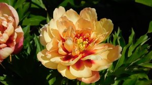 Пион Copper Kettle (Коппер Кеттл) ИТО