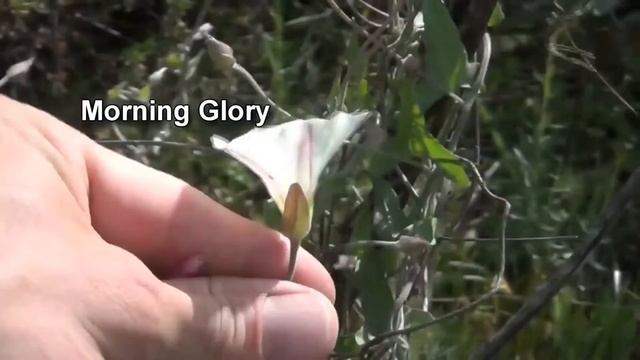 How to Pronounce Convolvulaceae (Real Life Examples!) смотреть онлайн