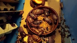 Elliptorhina javanica hissing cockroaches