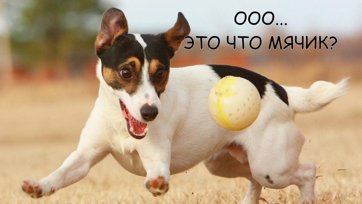 ТОПОВАЯ ПОДБОРКА НАШИХ МЕНЬШИХ ДРУЗЕЙ