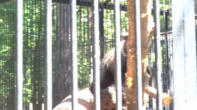 Мишки-милашки играют в догоняшки смотреть онлайн