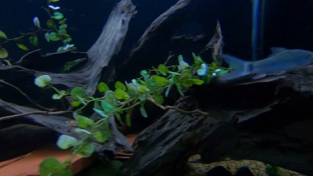 Dolphin Barb - (Bangana Behri) смотреть онлайн