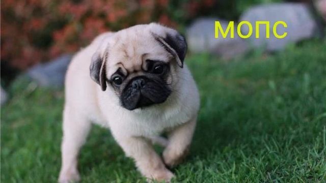 8 самых милых щенков смотреть онлайн