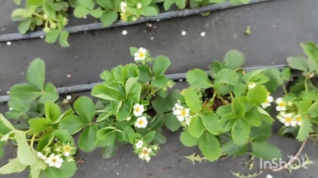 26.05.24.Обзор земляники 🍓🍓🍓 смотреть онлайн