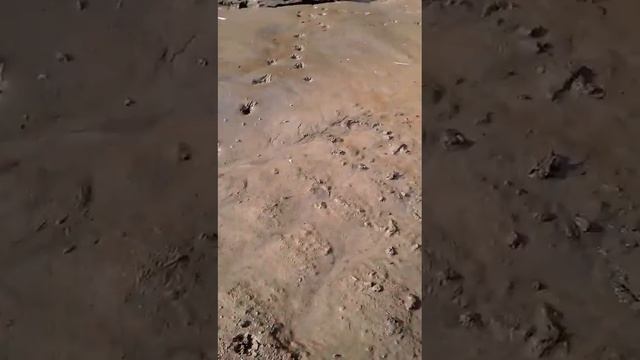 29.03. Весенний наш водопад и еще утки прилетели смотреть онлайн