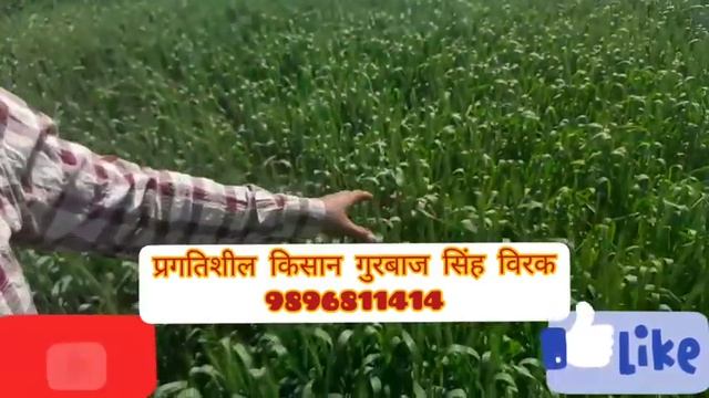 गेहूँ के8 उन्नत किसम KRL 210 बीज लेने के लिये संपर्क करे 9896811414 смотреть онлайн