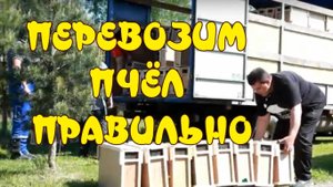 КАК  ПЕРЕВОЗИТЬ  ПЧЁЛ