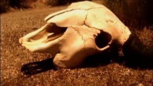 Neversoft Logo History | Evologo [Evolution of Logo]