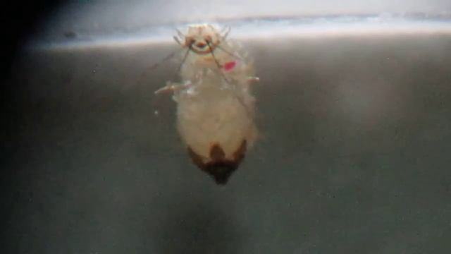 Pupación de Lutzomyia смотреть онлайн