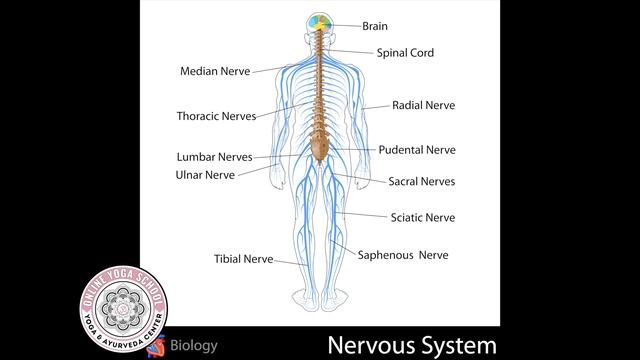 Types of Nervous System In Yoga: CNS & PNS - Yoga Anatomy - Online Yoga School