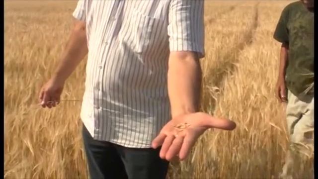 Ячмень после кукурузы Структурированная вода смотреть онлайн