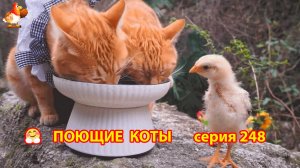 Крутые коты у птичьего двора серия (248) 🐈🐈😹 Природа Абхазии и подворье с птицами и животными ❣