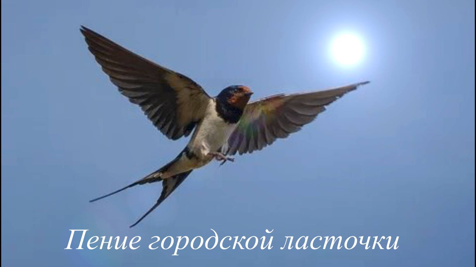 Звук