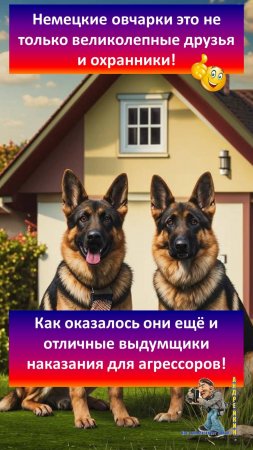 Немецкие овчарки не только отличные друзья и охранники,но и выдумщики экзекуций для агрессоров