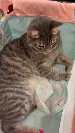 Котик 🐱