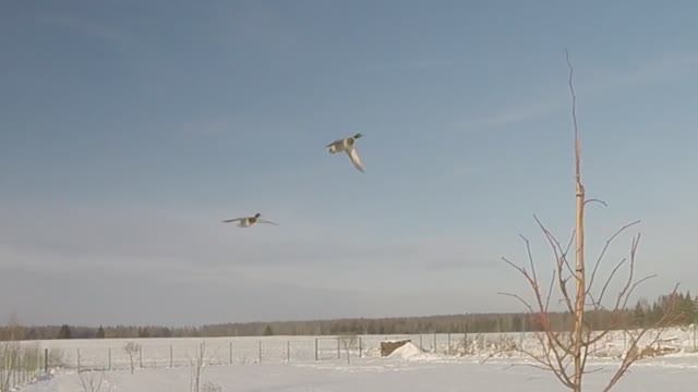 "Дельтаплан"