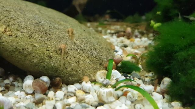 NEW Pleco fry in my fishroom ! L333 / L181 / Longfin super red Ancistrus смотреть онлайн