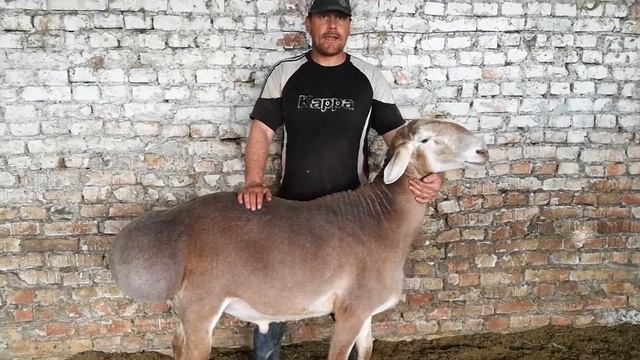 На продажу Кочкор двух летка сын Красавчика смотреть онлайн