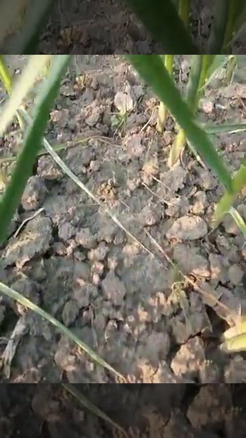 lahsun ki kheti लहसुन की खेती смотреть онлайн