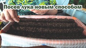 Посев лука через рассаду