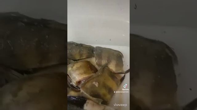 FISH&CHICKEN ул.Мира 18 г.Жезказган смотреть онлайн