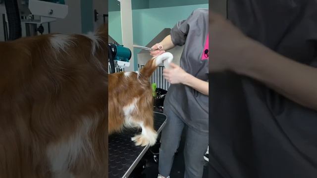 Фрагмент мастер класса Людмилы Роминой - Шоу Груминг Кавалер Кинг Чарльз Спаниеля  #груминг смотреть онлайн