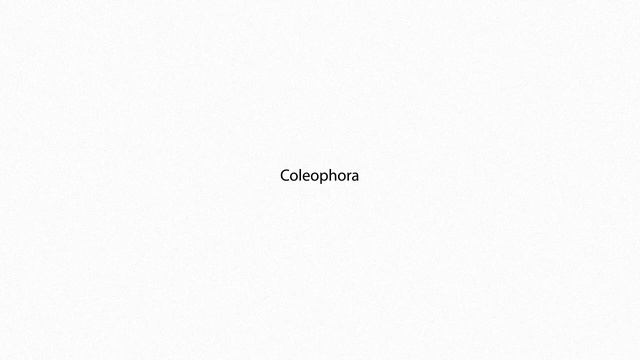 Coleophora PRONUNCIATION