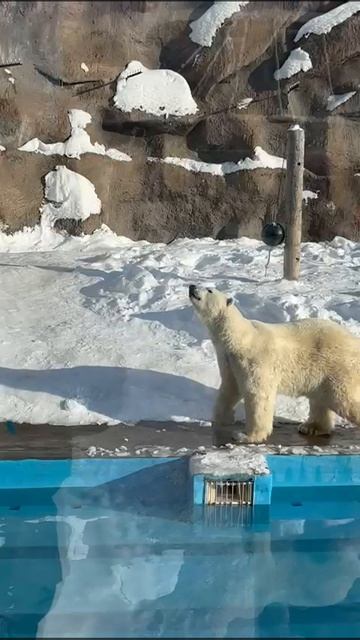 медведь танцует. Ижевск.Зоопарк