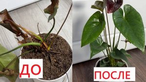 АНТУРИУМ - БЛАГОДАРЯ этому СПОСОБУ СПАСЛА МУЖСКОЕ СЧАСТЬЕ и даже самый чахлый цветок вмиг оживет