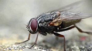 Звук Жужжания Мухи. МУХА ЖУЖЖИТ Звук Летающей МУХИ. Звуки Мух