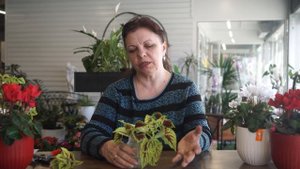 Черенкование колеуса в домашних условиях