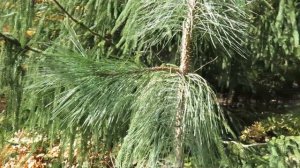 Pinus ponderosa ´Penaz´ borovice těžká