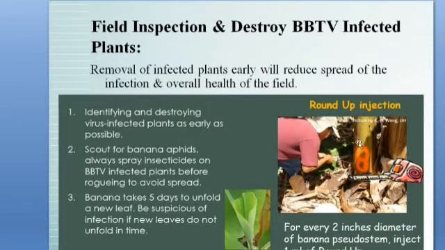 Banana Bunchy Top Virus Control - 3.2022