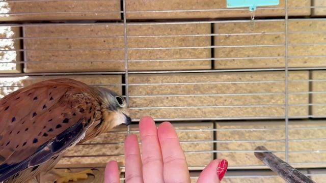 Сокол не хочет купаться😆 смотреть онлайн