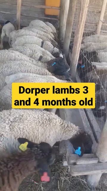 Dorper : #dorpersheep 3 - 4 month old lambs смотреть онлайн