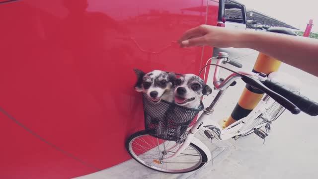 ВЛОГ: Зоомагазин и катание на велике | Часть 2 🐕🚲