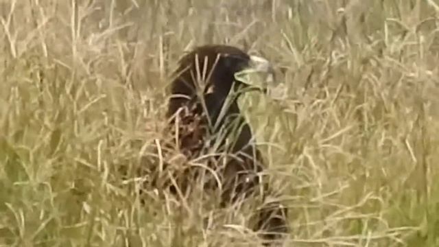 Greater Spotted Eagle смотреть онлайн